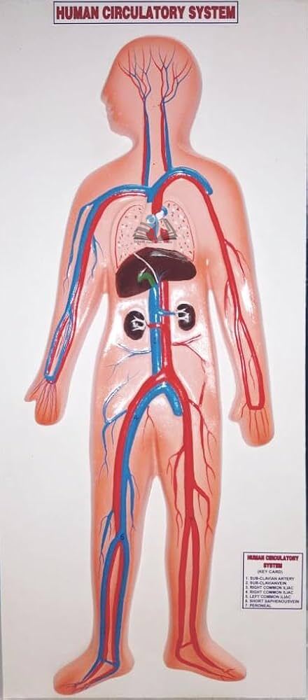 Human Circulatory System Model